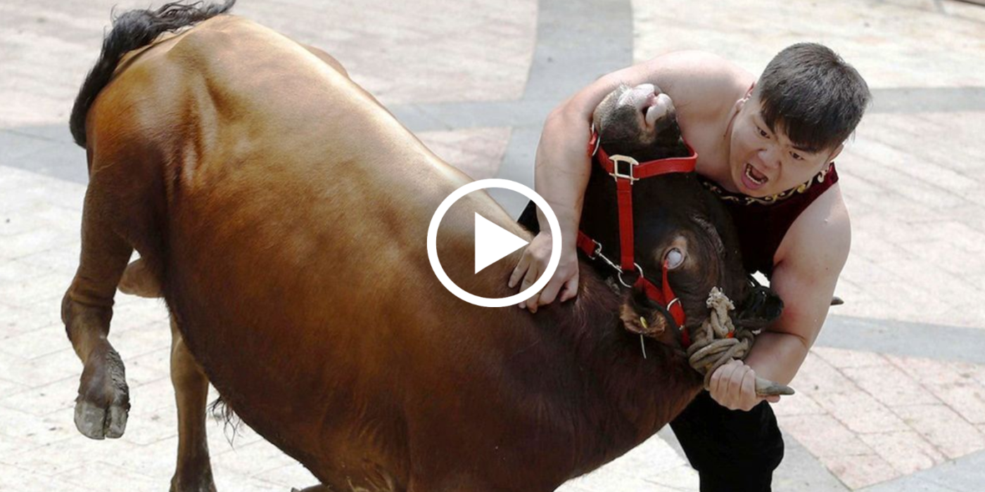 Chinese Bull-Wrestling Chinese Bull-Wrestling