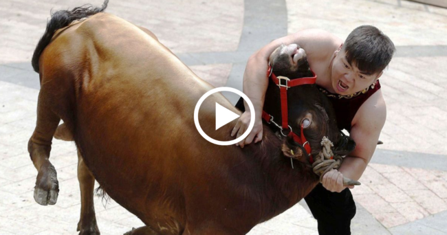 Chinese Bull-Wrestling Chinese Bull-Wrestling