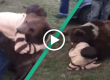 training child fighters with bears